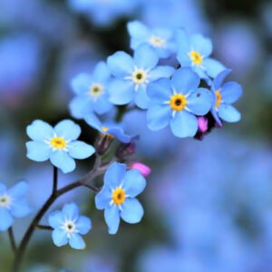 Blue Rose