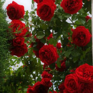 Red Rose